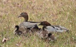 DSC00847 Maned Duck @ Richmond Lowlands.jpeg