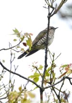 DSC00856 Horsefield's Bronze Cuckoo @ Richmond Lowlands bf.jpeg