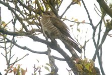 IMG_9961 Horsefield's Bronze Cuckoo @ Richmond Lowlands bf.jpg