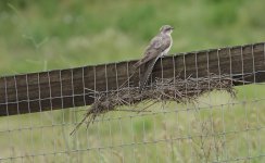 DSC00862 Pallid Cuckoo @ Richmond Lowlands bf.jpeg