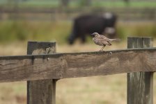 DSC00878 Brown Songlark @ Richmond Lowlands.jpeg