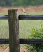 DSC00889 Brown Songlark @ Richmond Lowlands bf.jpeg