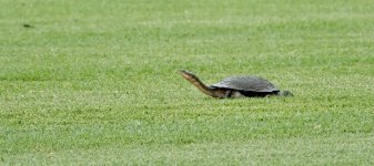 DSC00871 Turtle  @ Richmond Lowlands bf.jpeg.jpeg