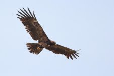 black-eagle-in-kaggalipura-w-1500.jpg