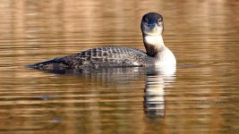 great northern diver Notley Park 29-11-2023 1387.JPG