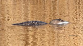 great northern diver Notley Park 29-11-2023 1721.JPG