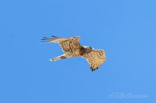 Short-toed-Eagle-(50)-fbook.jpg
