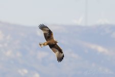 Booted-Eagle-(218)-Trafico-fbook.jpg