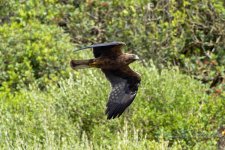 Booted-Eagle-(401)-Cascabel-fbook.jpg