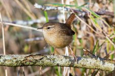 Wren-(6)-fbook.jpg