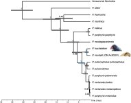 mec17227-fig-0004-m.jpg