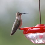 --Hummingbird ID_7807.jpg