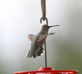 --Hummingbird ID_7799.jpg