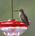 --Hummingbird ID_7764.jpg