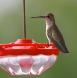 --Hummingbird ID_7768.jpg