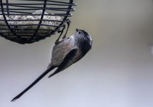 20231203 - Long-tailed Tit on the suet ball.jpg