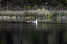 20231206 - Young Mute swan and Wigeon.jpg