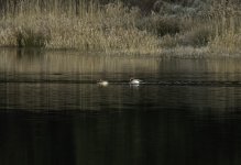 20231206 - Wigeon pair at Backwater.jpg