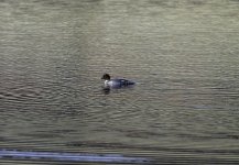 20231206 - Goldeneye female at backwater.jpg