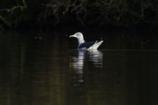 Great Black Backed Gull.jpg