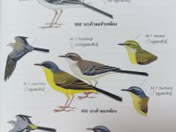 Bird-book.jpg