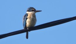 DSC01122 Sacred Kingfisher @ Sailors Bay Park bf.jpeg