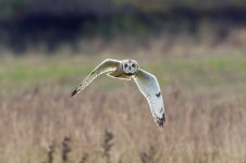 Short-eared-Owl-(9)-fbook.jpg