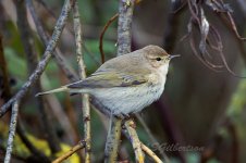 Siberian-Chiffchaff-(48)-fbook.jpg