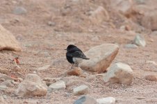 W-C-B-Wheatear-(1)-fbook.jpg