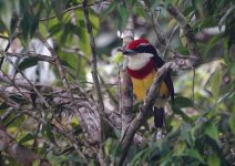 3744 Scarlet-banded Barbet 4.JPG