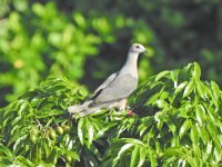 Ring-tailed Pigeon.jpg