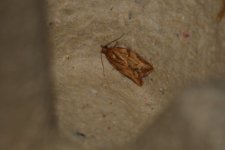 20231210 (1)_Light_Brown_Apple_Moth.JPG