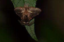 20231210 (2)_December_Moth.JPG