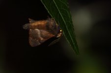 20231210 (5)_December_Moth.JPG