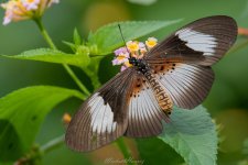 Acraea alcinoe alcinoe, male.jpg