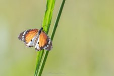 Danaus chrysippus African Monarch (2).jpg