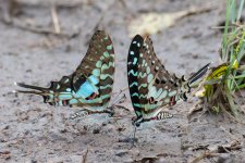 Graphium antheus (2).jpg