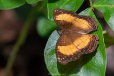 Junonia terea 2.jpg