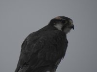 28-07-22 Nairobi National Park falcon.JPG