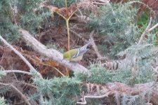 Bay-breasted Warbler.jpg