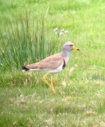 Grey-headed Lapwing.jpeg