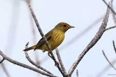 Yellow Warbler_2.JPG