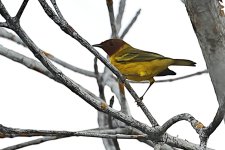 Yellow Warbler (Mangrove).JPG