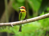 Chestnut-headed Bee-eater Kitulgala 1912223 (1).JPG