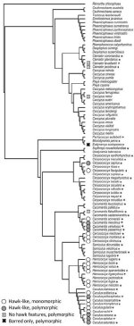 Phylogeny-of-the-Cuculinae-Old-World-cuckoos-malkohas-and-allies-from-Sorenson-and_W640.jpg