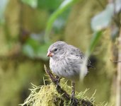 Sm Tree Finch F2cc.JPG