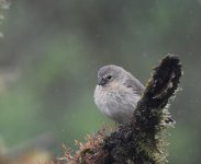 Sm Tree Finch F7cc.JPG