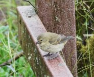 Sm Tree Finch F1cc.JPG