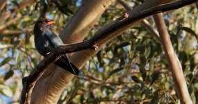 DSC01254 Dollarbird @ Northbridge bf.jpeg