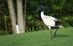 DSC01272 Australian Ibis @ Northbridge bf.jpeg